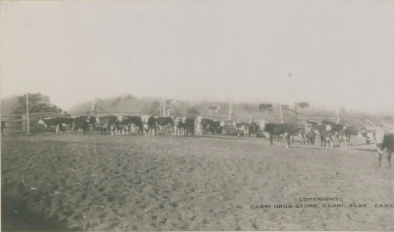 Cattle on Emery Le Grandeur's ranch, about 1917