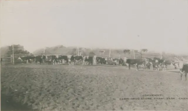 Cattle on Emery Le Grandeur's ranch