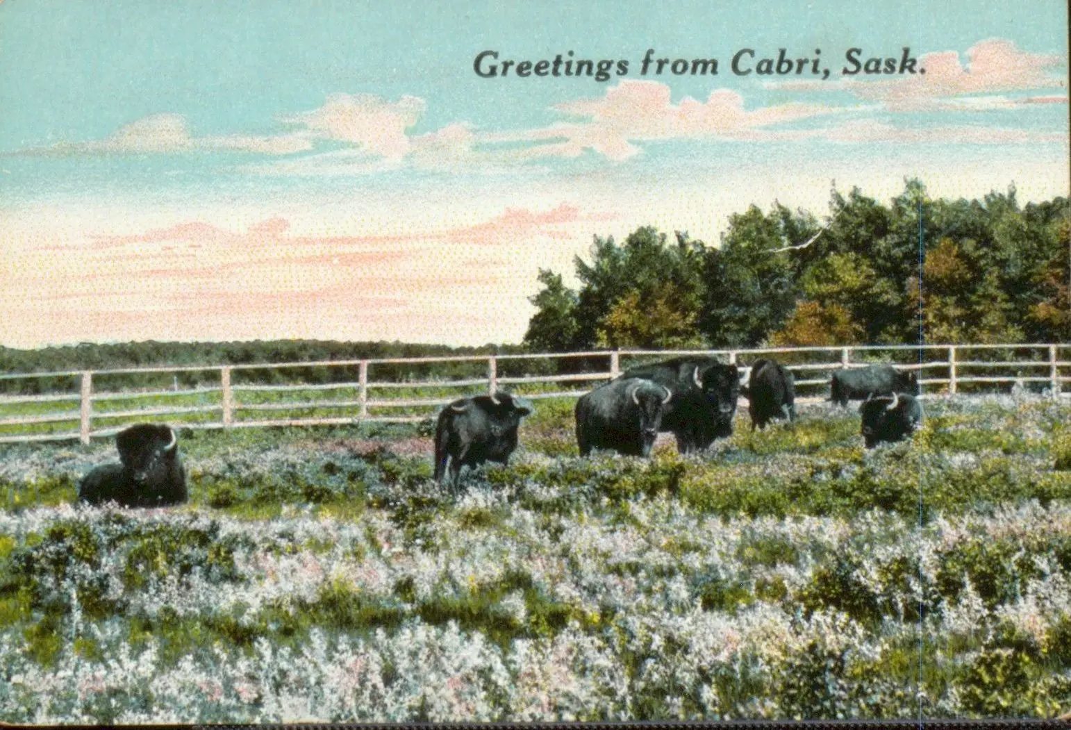 Greetings from Cabri: bison grazing in a fenced pasture