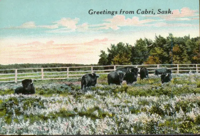Greetings from Cabri: bison grazing in a fenced pasture